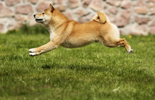 Pies rasy Shiba Inu biegnie na trawniku — Zdjęcie stockowe