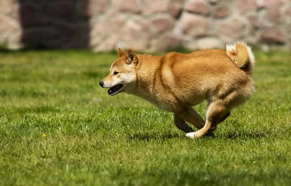 Pies rasy Shiba Inu biegnie na trawniku — Zdjęcie stockowe