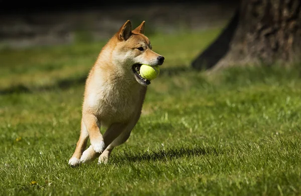 Порода собак шиба Ину бегает по газону — стоковое фото