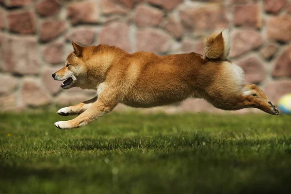 Hondenras Shiba Inu loopt op het gazon — Stockfoto