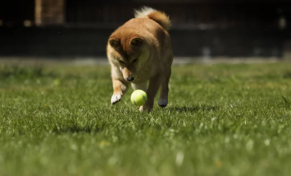 Dog breed shiba Inu runs on the lawn — Stock Photo, Image