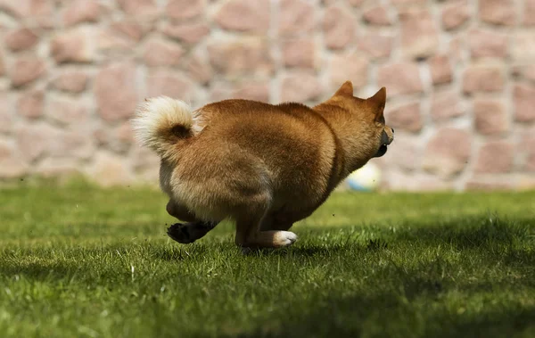 狗品种shiba Inu在草坪上奔跑 — 图库照片