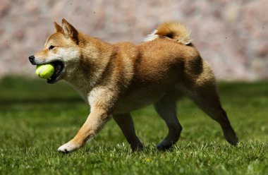 Köpek ırkı shiba Inu çim üzerinde çalışır