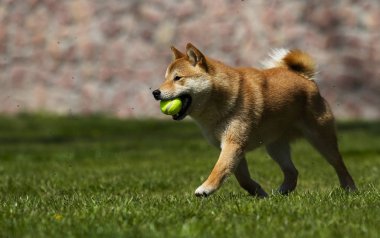 Köpek ırkı shiba Inu çim üzerinde çalışır