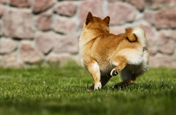 개 품종 시바 이누는 잔디밭에서 실행 — 스톡 사진