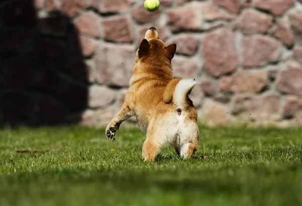 Dog breed shiba Inu runs on the lawn — Stock Photo, Image