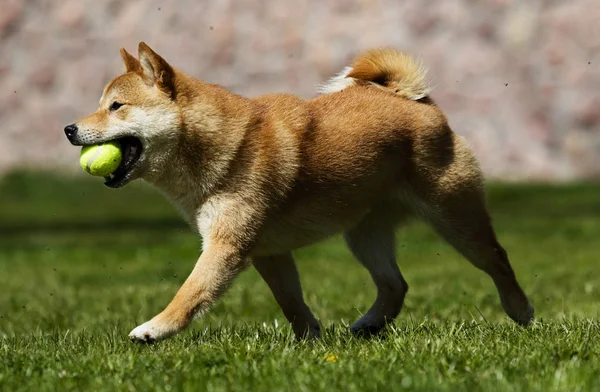 Perro de raza shiba Inu corre por el césped — Foto de Stock