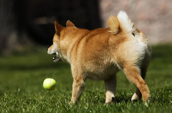 Pies rasy Shiba Inu biegnie na trawniku — Zdjęcie stockowe