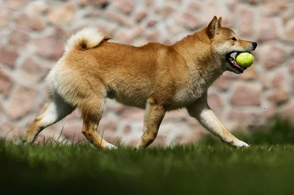 Raça cão shiba Inu corre no gramado — Fotografia de Stock