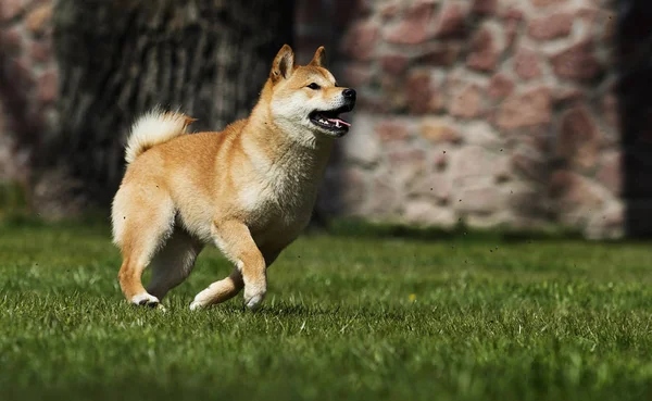 Raça cão shiba Inu corre no gramado — Fotografia de Stock