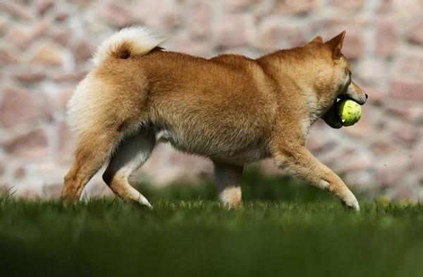 犬種芝犬は芝生の上を走ります — ストック写真