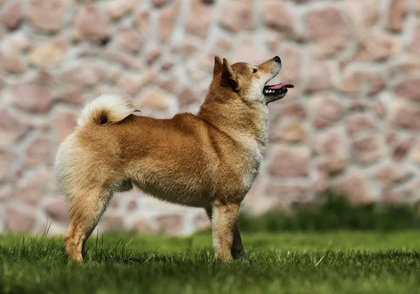 Cane razza shiba Inu corre sul prato — Foto Stock