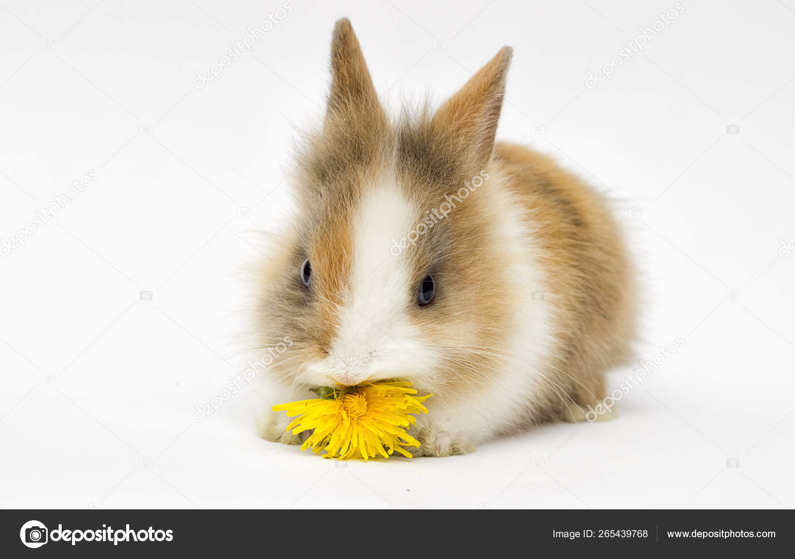 Lapin Drole Sur Un Fond Blanc Photographie Gurinaleksandr C Lapin Drole Sur Un Fond Blanc Photographie Gurinaleksandr C