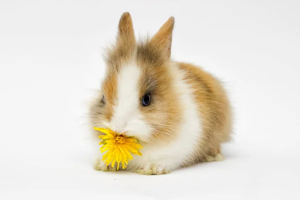 Смішний кролик на білому тлі — стокове фото