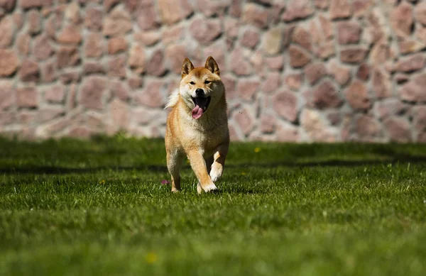 緑の草の上の日本の芝犬犬 — ストック写真