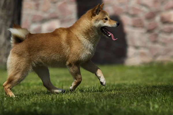 Japonês Shiba Inu cão na grama verde — Fotografia de Stock