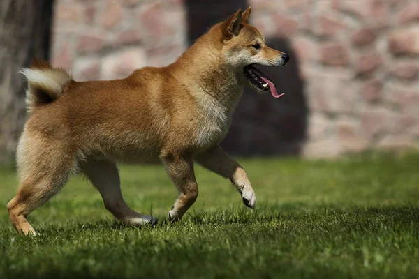 Japoński pies Shiba Inu na zielonej trawie — Zdjęcie stockowe