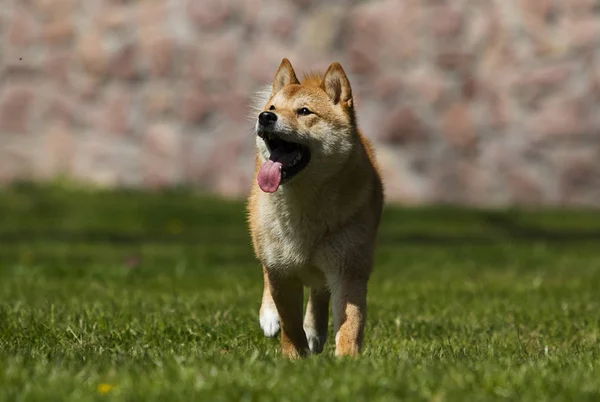 Японская собака Сиба Ину на зеленой траве — стоковое фото