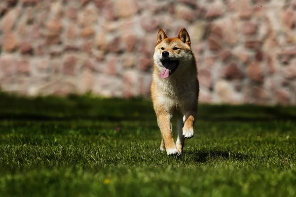 緑の草の上の日本の芝犬犬 — ストック写真