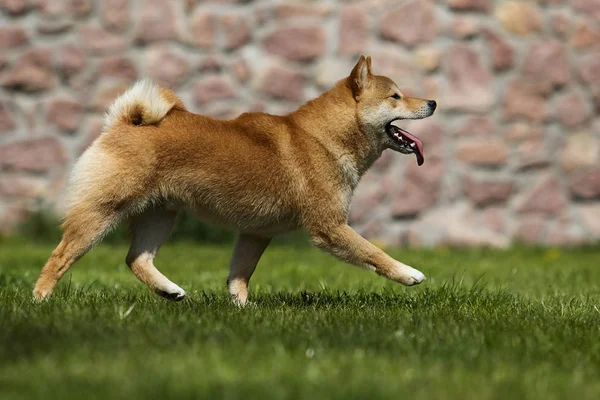 Japán shiba inu kutya a zöld fű — Stock Fotó