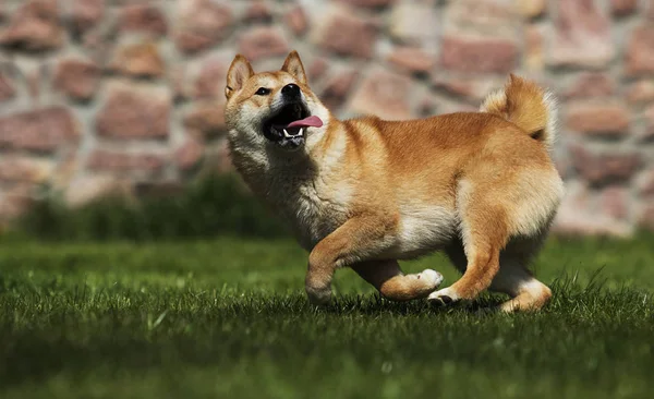 緑の草の上の日本の芝犬犬 — ストック写真