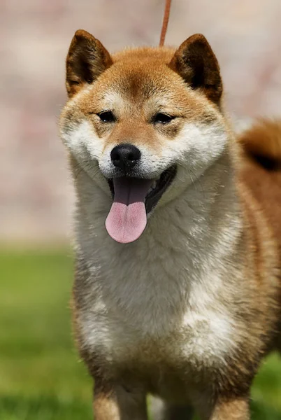 Yeşil çim üzerinde Japon Shiba Inu köpek — Stok fotoğraf