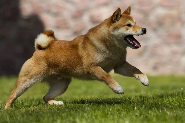 Japonês Shiba Inu cão na grama verde — Fotografia de Stock