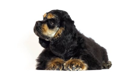üzgün cocker spaniel köpek yalan