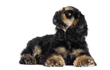 Cocker spaniel köpek beyaz zemin üzerine