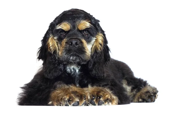 Cocker spaniel puppy on white background — Stock Photo, Image