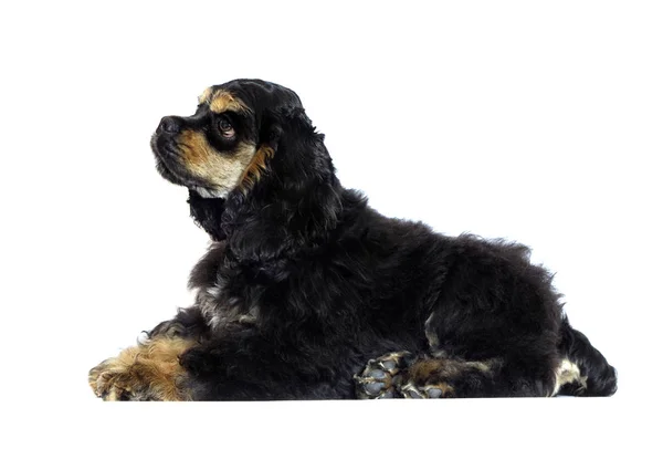 English cocker spaniel puppy looking on white background — Stock Photo, Image