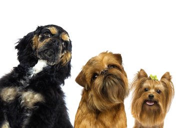 beyaz arka plan üzerinde köpek peeps seti