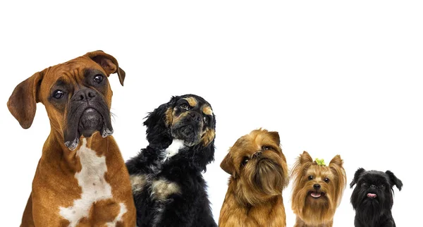 Conjunto de cães espreita no fundo branco — Fotografia de Stock