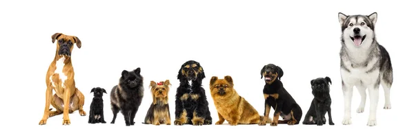 Set of dogs peeps on white background — Stock Photo, Image