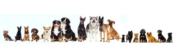 Set of pets, dogs on a white background — Stock Photo, Image