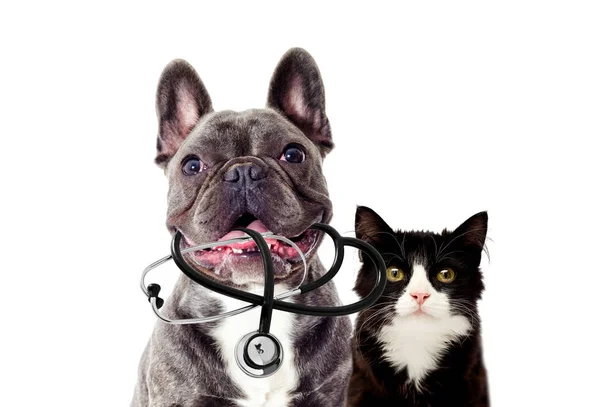 Κτηνίατρος σκύλος και στηθοσκόπιο — Φωτογραφία Αρχείου
