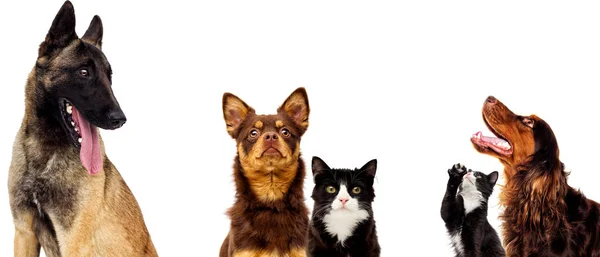Портрет собаки и кошки вместе на белом фоне — стоковое фото