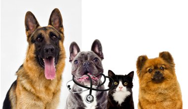 evcil hayvan seti izle