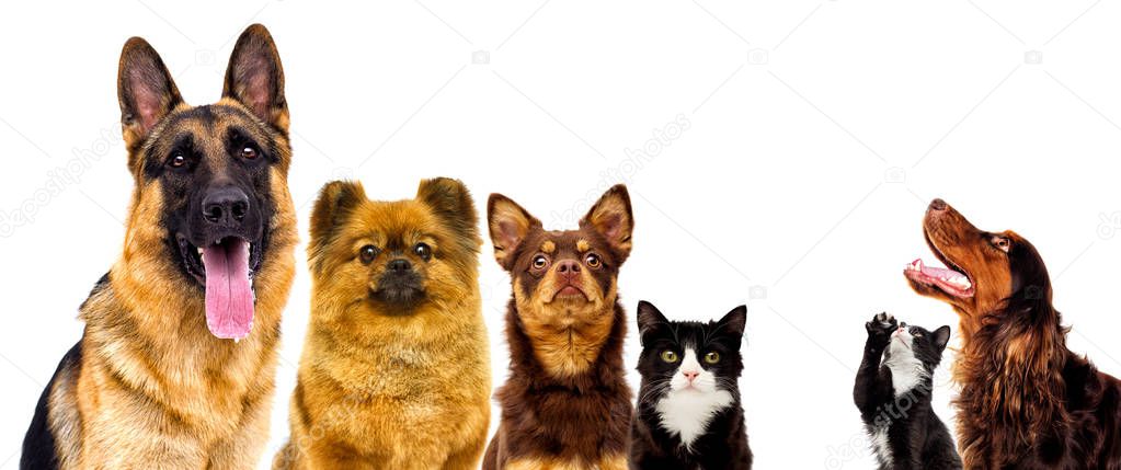 set of pets watch on a white background