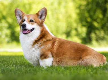 yeşil çim üzerinde galler corgi pembroke köpek