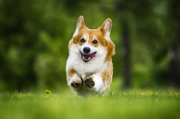 Galês corgi pembroke cão na grama verde — Fotografia de Stock