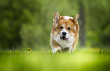 yeşil çim üzerinde galler corgi pembroke köpek