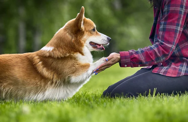 犬ウェールズコーギーは彼の足を与える — ストック写真