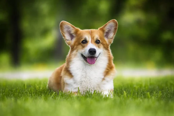 Galês corgi cão deitado na grama verde — Fotografia de Stock