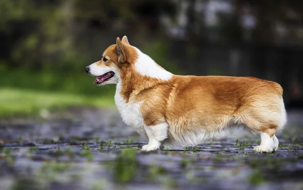 Welsh corgi dog standing in green grass — Stock Photo, Image