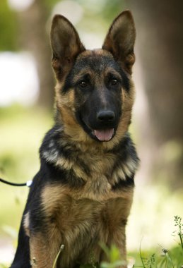 Alman çoban köpek için a yürümek