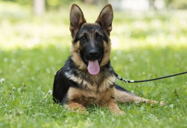 Alman çoban köpek için a yürümek