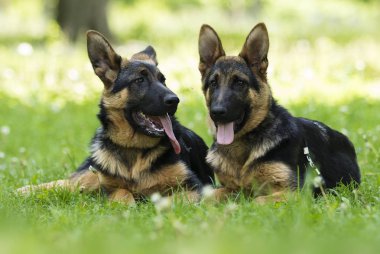 Alman çoban köpek için a yürümek