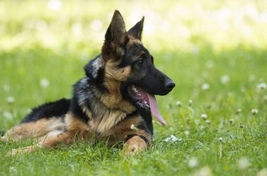 Alman çoban köpek için a yürümek