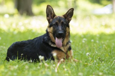 Alman çoban köpek için a yürümek